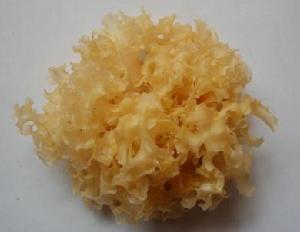 棕紅銀耳 棕紅銀耳