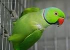 玫紅領綠鸚鵡 玫紅領綠鸚鵡