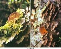 冷杉囊孔菌 冷杉囊孔菌