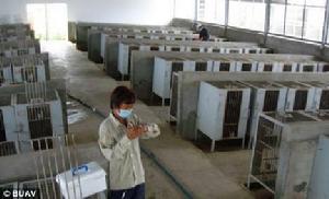 在高棉，這些猴子在運輸前被關進籠子。