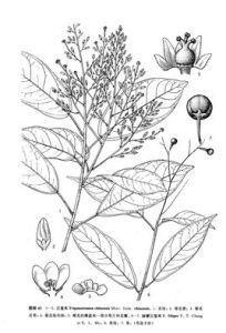 白花三寶木 白花三寶木