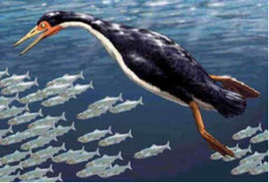 古鳥亞綱 古鳥亞綱