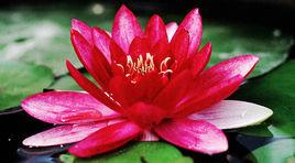 李漁:芙蕖 李漁:芙蕖