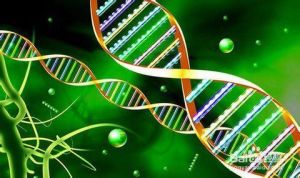 酶的比活力 酶的比活力