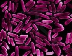 大腸埃希桿菌肺炎 大腸埃希桿菌肺炎