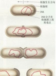 無絲分裂 無絲分裂