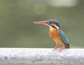 佛法僧目 佛法僧目