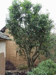 白鹿地村 白鹿地村