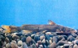 細體擬鱨 細體擬鱨