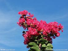 紫薇花[紫薇世界]