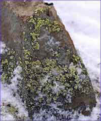 極地真蘚 極地真蘚