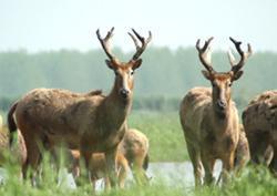 石首麋鹿自然保護區 石首麋鹿自然保護區