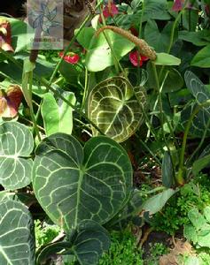 晶狀花燭 晶狀花燭