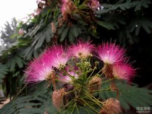 逄兒小絨花 逄兒小絨花