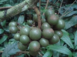 葡萄科  扁擔騰