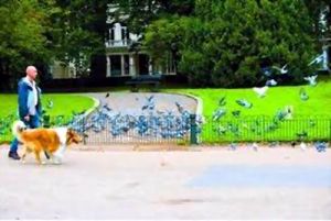 遛狗公園 遛狗公園