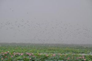 西窪荒自然保護區 西窪荒自然保護區