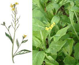 芥菜型油菜 芥菜型油菜