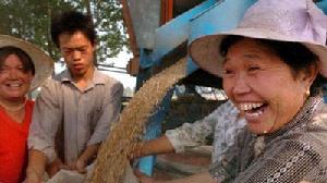 （圖）河南省湯陰縣宜溝鎮農民張愛青（右一）和家人一起在田間收穫小麥。