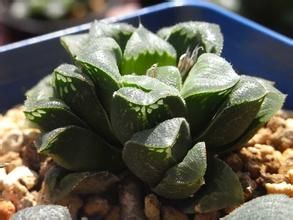 對葉大戟 對葉大戟