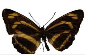 折環蛺蝶 折環蛺蝶