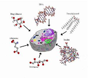 分子細胞生物學 分子細胞生物學