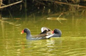 黑水雞巴西亞種 黑水雞巴西亞種