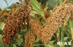 糯紅高梁