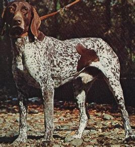 Pointer (dog breed) Pointer (dog breed)