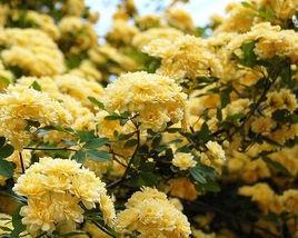 重瓣黃木香 重瓣黃木香