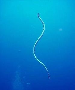 青環海蛇