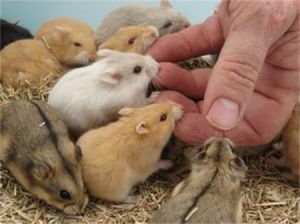 坎貝爾侏儒倉鼠