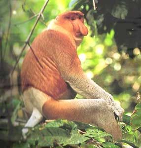 長鼻猴