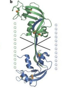 “克-雅二氏病”(CLD)病毒