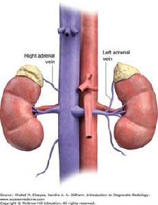 腎上腺靜脈 腎上腺靜脈