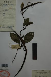 小葉弓果藤(變種) 小葉弓果藤(變種)