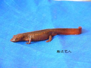 （圖）廣西瘰螈