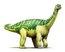 後凹尾龍 後凹尾龍