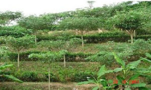 思茅藤屬 思茅藤屬