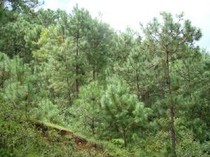 百花山自然村生態林