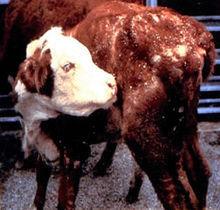 牛疥蟎病 牛疥蟎病