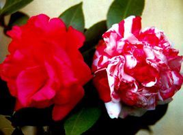 花牡丹[山茶品種]