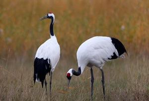 完達山國家森林公園