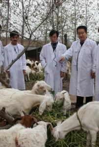 動物醫學 動物醫學