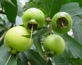 廣東蒲桃 廣東蒲桃