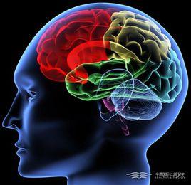 大腦停止進化論 大腦停止進化論