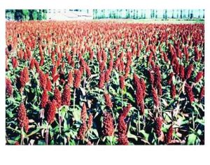 特紅1號 特紅1號