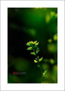 春色三分 春色三分