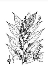 尾葉白珠 尾葉白珠