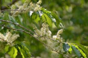 無腺橉木 無腺橉木